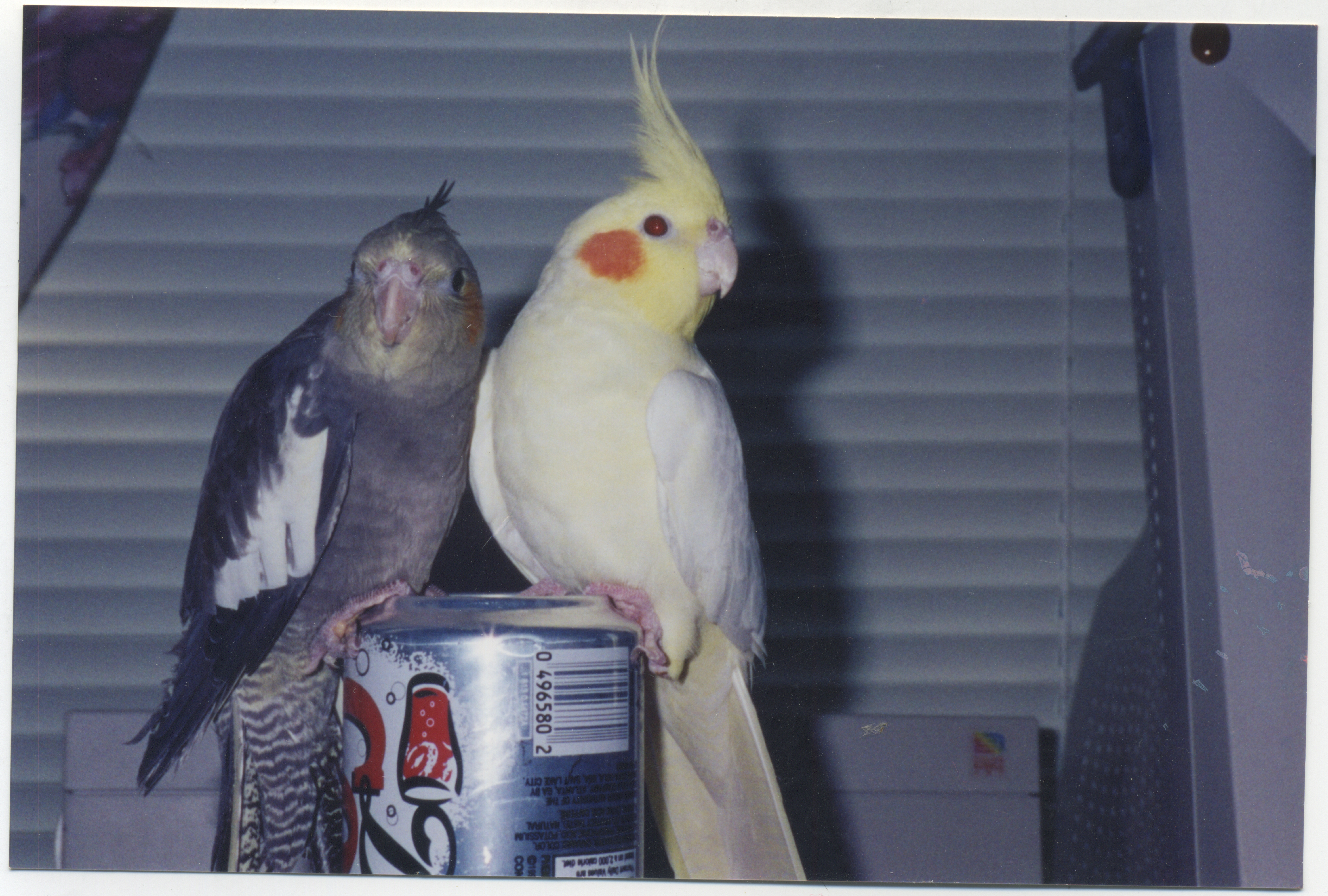 Popcorn